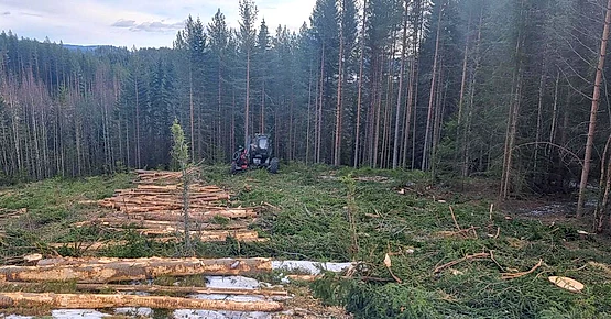 Tømmer ligger i rekke langs skogkant med menzi muck maskin i arbeid