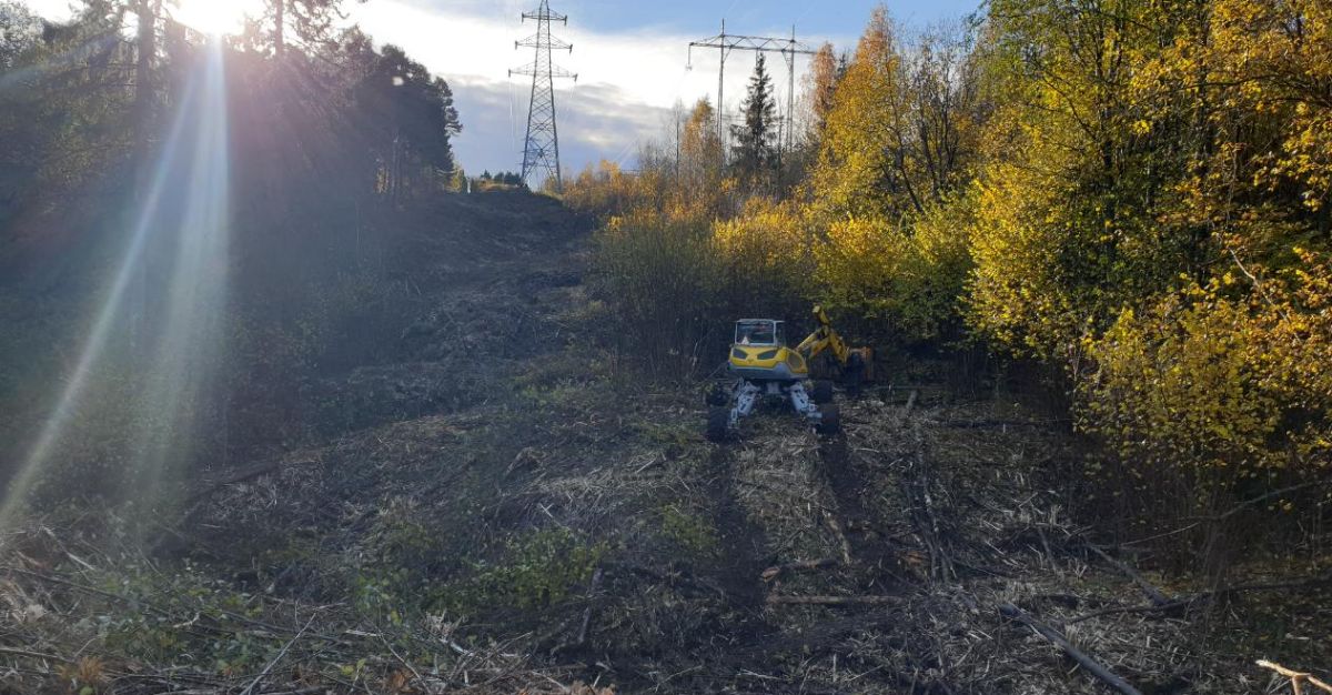 Menzi muck maskin rydder kratt under strømlinjer i skogsbakke