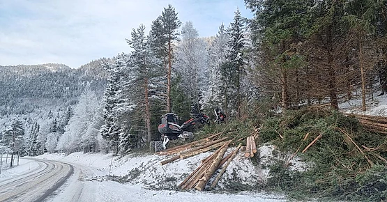 Skogsarbeid i snø